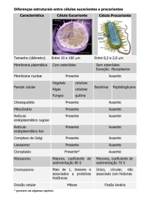 Diferenças estruturais entre células eucariontes e procariontes