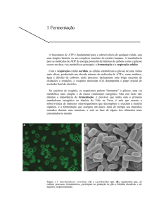 Capítulo 1 da Unidade 3 de Biologia 10