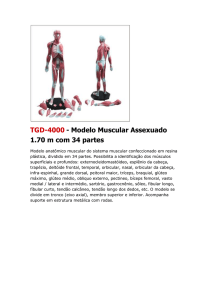 TGD-4000 - Modelo Muscular Assexuado 1.70 m com