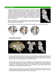 Tronco Encefálico O tronco encefálico interpõe