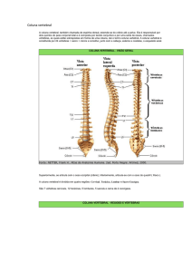 Coluna vertebral.
