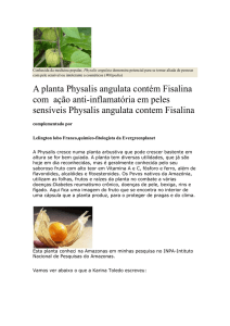 A planta Physalis angulata contém Fisalina com ação anti