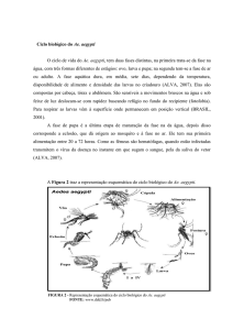 Ciclo biológico do Ae. aegypti O ciclo de vida do Ae. aegypti, tem