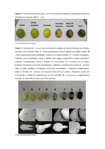 Figura 1. Classificação dos frutos de J. curcas em diferentes