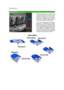 Sistema Nervoso Sistema Nervoso Durante a evolu&ccedil;&atilde;o do ser vivo