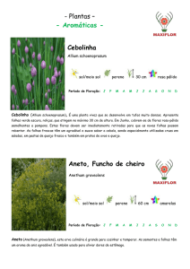 ficha tecnica plantas aromaticas