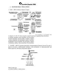 Divisão Celular