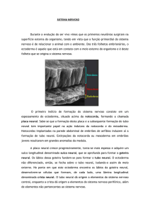 sistema nervoso