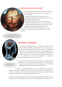 Carateristicas cerebrais
