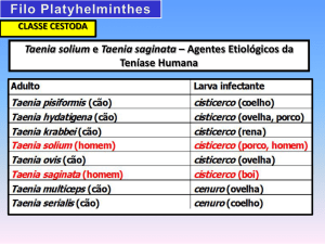 Taenia solium e Taenia saginata - laboratório de zoologia