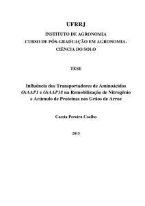 Influência dos Transportadores de Aminoácidos OsAAP1 e