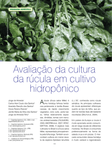 Avaliação da cultura da rúcula em cultivo hidropônico