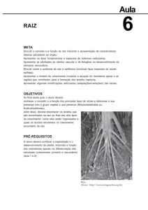 Morfologia e Anatomia Vegetal.pmd