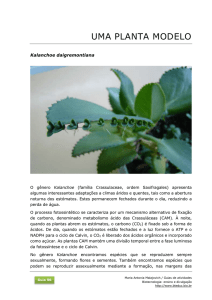 Kalanchoe daigremontiana, uma planta modelo PDF