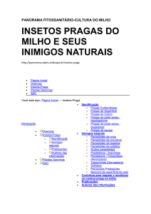 insetos pragas do milho e seus inimigos naturais