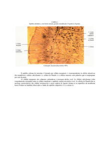 O epitélio colunar do intestino é formado por células marginais (1