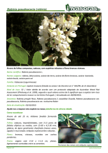 Robinia pseudoacacia (robínia)
