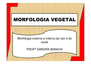 morfologia vegetal - Colégio Alexander Fleming