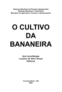 Cultivo da banana