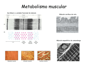 Metabolismo muscular - IQ-USP