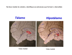 Tálamo Hipotálamo - biomateria.xpg.com.br