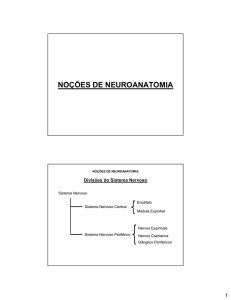 noções de neuroanatomia - Curso de Fisiologia