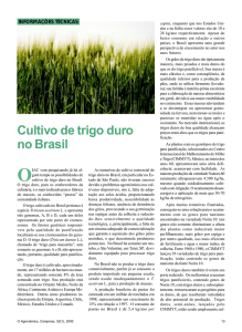 Cultivo de trigo duro no Brasil