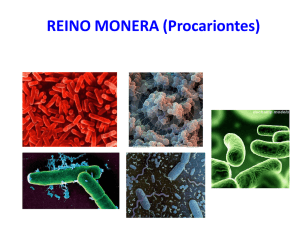 REINO MONERA (Procariontes)