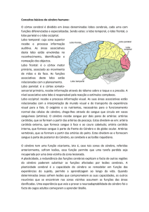 O c&eacute;rebro - Liliana Parreira 12&ordm;A