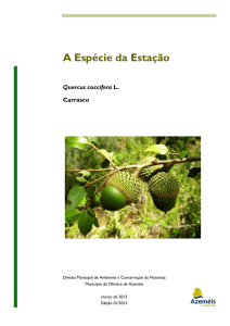 Quercus coccifera L. Carrasco A Espécie da Estação