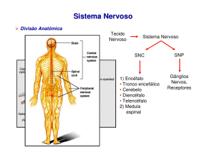Sistema Nervoso - IBB