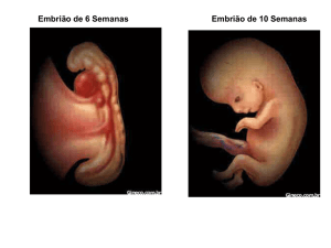 Embrião de 6 Semanas Embrião de 10 Semanas