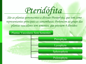 São as plantas pertencentes a divisão Pterophyta, que