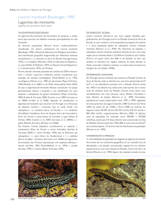 Lacerta monticola Boulenger, 1905