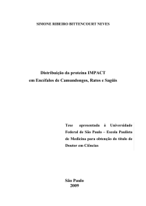 Distribuição da Proteína IMPACT nos Encéfalos de Camundongos