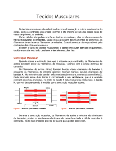 Tecidos Musculares