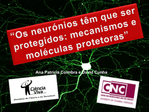 Os neurónios têm que ser protegidos