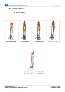 MÚSCULOS DO ANTEBRAÇO • Músculos Anteriores