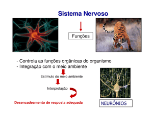 Sistema Nervoso