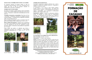 formação de cacauais