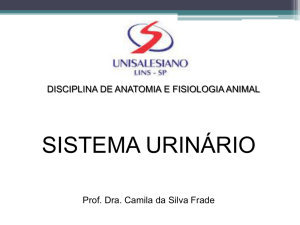 Anatomia e Fisiologia Animal Aula 11. Sistema