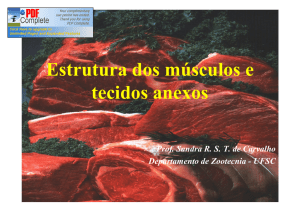 Estrutura dos músculos e tecidos anexos