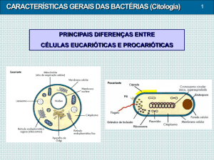 3- Características Gerais das Bactérias (Citologia)