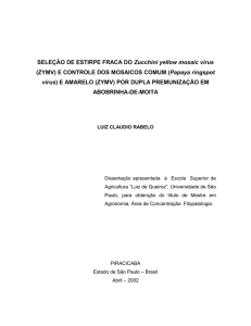 SELEÇÃO DE ESTIRPE FRACA DO Zucchini yellow mosaic vírus