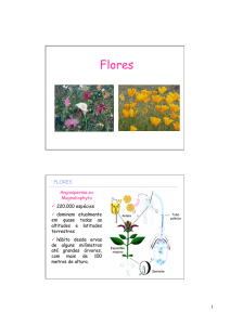 Flores - WordPress.com