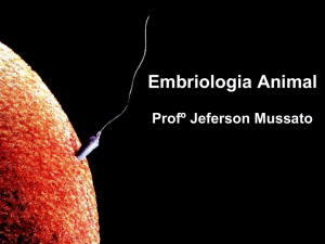 Embriologia - Jefersonmussato