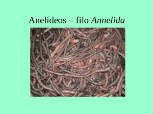 Anelideos