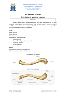 ROTEIRO DE ESTUDO Osteologia do Membro Superior