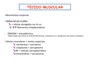 tecido muscular -