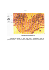 O epitélio do cólon é semelhante ao do intestino delgado. Consiste